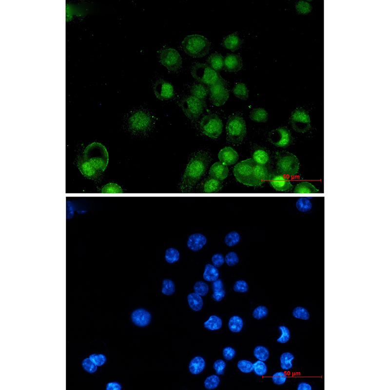 Retinoid X Receptor alpha Rabbit mAb